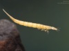 Diving beetle larva (Cybister lateralimarginalis)