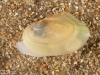 Swan mussel (Anodonta cygnea)