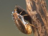 Water scavenger beetle (Helochares obscurus)