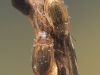 Water scavenger beetles (Helochares obscurus)