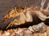 Alderfly larva (Sialis lutaria)