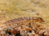 Alderfly larva (Sialis lutaria)