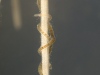 Aquatic oligochaete worm (Ophidonais serpentina)