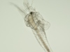 Brine shrimp (Artemiidae) nauplius