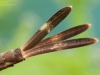 Broad-winged damselfly nymph (Calopteryx virgo)