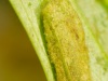 Brown China-mark larva (Elophila nymphaeata)