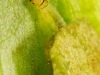 Brown China-mark larva (Elophila nymphaeata)