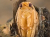 Caddisfly pupa (Trichoptera)
