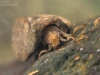Case-building caddisfly larva (Goera pilosa)