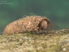 Case-building caddisfly larva (Potamophylax rotundipennis)