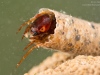 Case-building caddisfly larva (Sericostoma sp.)