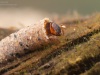 Case-building caddisfly larva (Notidobia ciliaris)