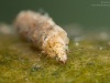 Case-building caddisfly larva (Athripsodes cinereus)