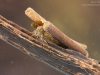 Case-building caddisfly larva (Anabolia sp.)