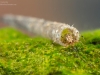 Case-building caddisfly larva (Leptoceridae)