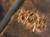 Case-building caddisfly larva (Limnephilus rhombicus)