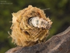 Case-building caddisfly larva (Limnephilus rhombicus)