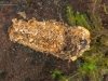 Case-building caddisfly larva (Molanna sp.)