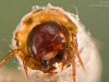 Case-building caddisfly larva (Sericostoma sp.)