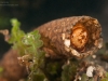 Case-building caddisfly larva (Odontocerum albicorne)