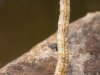 Crane fly larva (Tipula sp.)