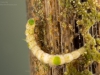 Crawling water beetle larva (Haliplidae)
