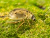 Crawling water beetle (Berosus signaticollis)