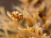 Crawling water beetle (Haliplus ruficollis)