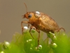 Crawling water beetle (Haliplidae)