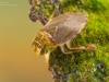Creeping water bug (Ilyocoris cimicoides)