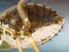 Creeping water bug (Ilyocoris cimicoides)