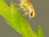 Creeping water bug nymph (Ilyocoris cimicoides)