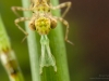 Darner dragonfly nymph extending its labium (Aeshna cyanea)