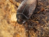 Diving beetle (Agabus sp.)