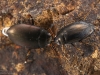 Diving beetles (Agabus sp.)