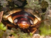 Diving beetle (Colymbetes fuscus)