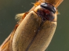 Diving beetle (Colymbetes fuscus)