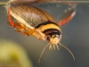 Diving beetle (Graphoderus cinereus)