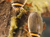 Diving beetles (Graphoderus cinereus)