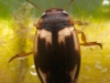 Diving beetle (Hydroporus palustris)