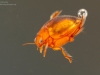 Diving beetle (Hyphydrus ovatus)
