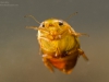 Diving beetle (Laccophilus hyalinus)