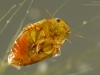 Diving beetle (Laccophilus hyalinus)