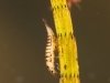 Diving beetle larva (Hyphydrus ovatus)