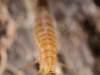 Diving beetle larva (Graphoderus sp.)