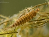 Diving beetle larva (Platambus maculatus)