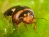 Diving beetle (Platambus maculatus)