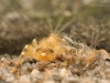 Flathead mayfly nymph (Ecdyonurus sp.)