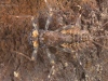 Flathead mayfly nymph (Electrogena sp.)