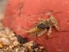 Flathead mayfly nymph (Heptageniidae)